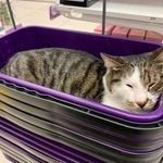 結局、撫でても起きることはなくすやすや眠っていたそうです＝ねこズさん（@nekonekkop）提供