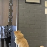 キッチンにいる奥さんを“出待ち”する猫のエマちゃんの動画がTwitter上で話題を呼んだ（ネコランドさん提供、YouTubeよりキャプチャ撮影）