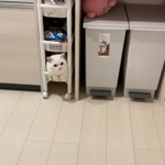 お気に入りの場所＝月としらたまさん（@wataneko_tsuki）提供