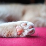 まずは肉球マッサージから（藤田 昌宏/stock.adobe.com）