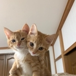 猫派じゃなくても思わずキュン！としてしまう＝ツムサム(TUMUSAMU)さん（@tumu_samu_cats）提供