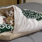 今でも布団はととまるくんとはんみちゃんの遊び場だという（「ととまるとはんみ」さん提供）