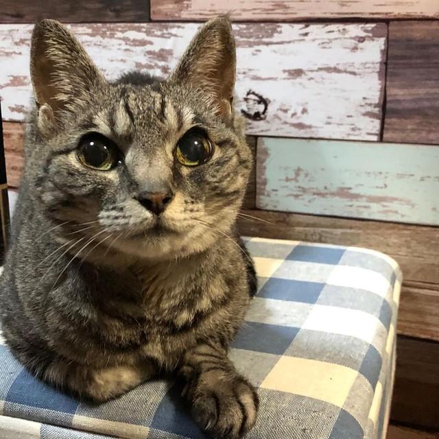 神戸新聞next 連載 特集 話題 会社の倉庫にいた子猫を保護 何年も触らせてくれなかったが 16歳でやっと甘えてくれるように