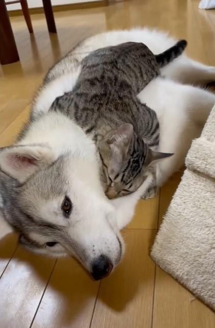 神戸新聞next 連載 特集 話題 寂しかったニャ 1週間ぶりの再会に甘えてる 子猫の熱いハグに33万人がクギ付け モフモフ犬 への 埋もれ方が深い