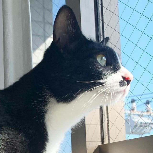 今日はいいお天気だにゃ