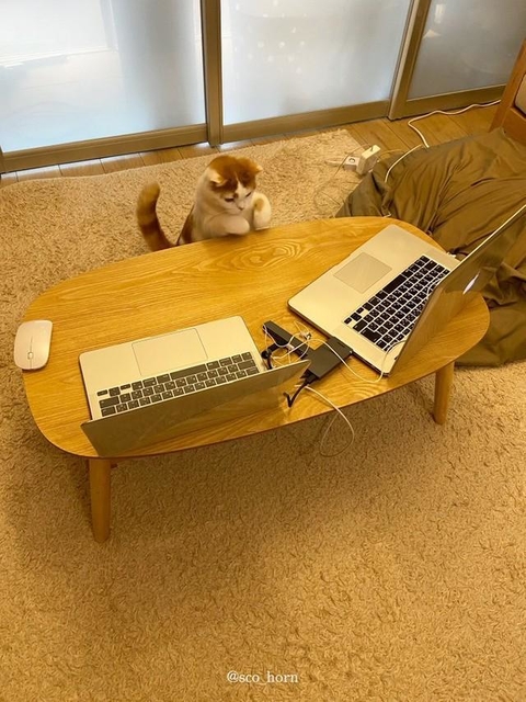 興味深そうにZoomに向かう猫ちゃん（@sco_horn提供）