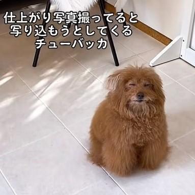 写真に写り込んでくるこのもふもふは何？