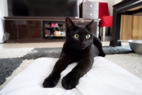 この場所は心地がいいニャ