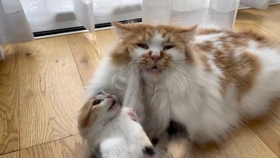 子猫から猫パンチを食らい、ゲッソリした顔になっている猫がTwitter上で話題になった（かにさん提供）