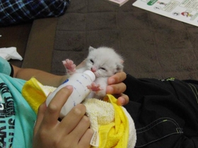 小学６年生の息子もココにミルクをやって育ててくれました