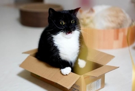 まさか猫ちゃんがこんな表情するなんて…（飼い主提供）