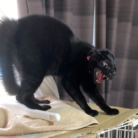 毛を逆立てて怒る理由とは？（提供画像）