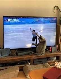 羽生選手が滑り始めたら、お手てでチョイチョイしながら追い掛けるシータちゃん（りょさん提供、Twitterよりキャプチャ撮影）