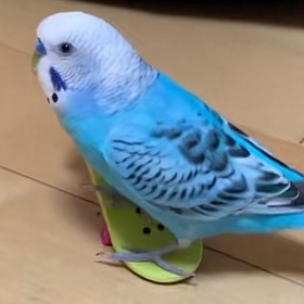 スケボーの止め方までサマになってる！（TikTokよりスクショ）
