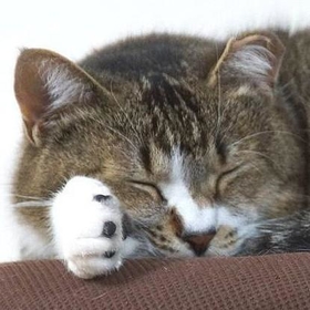一時は命を危ぶまれた猫とは思えない