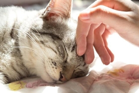 猫を育てるためにかかる費用と必要な年収は？（gumpapa/stock.adobe.com）
