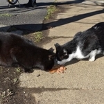 昨年12月初旬、千葉県市川市大洲の江戸川河川敷で猫6匹の死骸が見つかった事件からもうすぐ2カ月。現場周辺には今も数匹の猫がいるという（渡辺撮影）