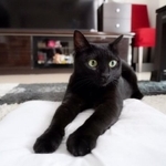 この場所は心地がいいニャ