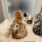 お風呂に入っている飼い主さんを出待ちするモフモフ猫ちゃんたちの後ろ姿がTwitter上で話題を集めた（提供写真）