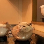 回転するボウルに入るモフモフ猫ちゃんたちがTwitter上で話題に（「みかんとじろうさんち」さん提供、Twitterよりキャプチャ撮影）