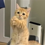 こんなお願いポーズもしてました（「虎太朗」さん提供、Twitterよりキャプチャ撮影）