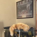 飼い主さんに見つかり、水槽の上で固まるモフモフ猫ちゃ話題に。ぬいぐるみのフリ？（提供写真）