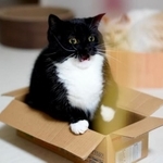 まさか猫ちゃんがこんな表情するなんて…（飼い主提供）