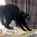 毛を逆立てて怒る理由とは？（提供画像）