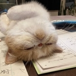 娘さんの勉強中にヘソ天寝でお邪魔をする猫が話題に（提供写真）