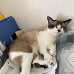 仕事をしていると、机の上にやってきて一緒にお仕事。猫のお仕事は寝ることなんです