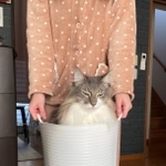 洗濯カゴでくつろいでたら、飼い主に連行される猫の写真がTwitter上で話題を呼んだ（提供写真）