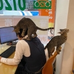 仕事をしている男性社員の頭に乗っかり毛繕いをしている猫ちゃんがTwitter上で話題になった（提供写真）