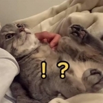 ん！？なんて言った！？（TikTokよりスクショ）
