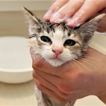 されるがままにシャンプーされる子猫の動画が話題を集めた（「ととまるとはんみ」さん提供、YouTubeよりキャプチャ撮影）