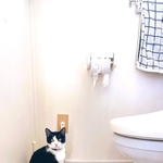 ボロボロ散り散りになったトイレットペーパーとハチワレ猫ちゃんの写真がtwitter上で話題を集めた（提供写真）