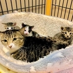 生き残った3匹の子猫は里親の元へ（田辺さん提供）