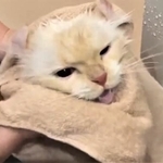 タオルドライ中にあうあう鳴く猫ちゃんの動画が話題になった（かにさん提供、Twitterよりキャプチャ撮影）