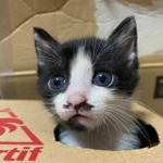 ダンボールからひょっこりのイスラボニータくん