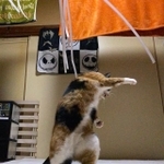 ロックスターのようにポーズをキメる猫ちゃんの写真がtwitter上で大きな話題を集めた（ソラネコさんちさん提供）