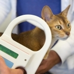 マイクロチップを読み取られる猫　※画像はイメージです（Ivonne Wierink/stock.adobe.com）