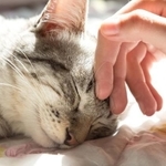 猫を育てるためにかかる費用と必要な年収は？（gumpapa/stock.adobe.com）