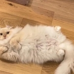 飼い主さんがドアを開けるとヘソ天で転がる猫ちゃんが･･･（かにさん提供、Twitterよりキャプチャ撮影）