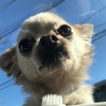 ペットのワンちゃんも、歯磨きの習慣は早く始めた方がいい