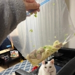 これがジップロックうどん！猫ちゃんも可愛い（QPさん提供）