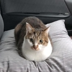 大人しくて、飼い主さんのことが大好きなマサくん