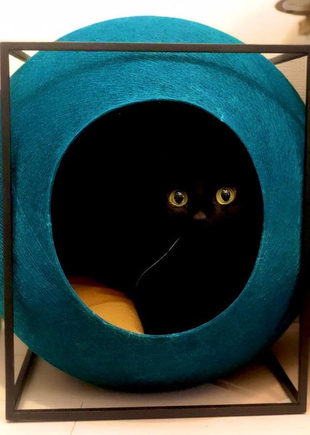 神戸新聞next 連載 特集 話題 黒猫あるある また闇と同化してるわ 脱いだ黒い服はもれなく猫と見間違える