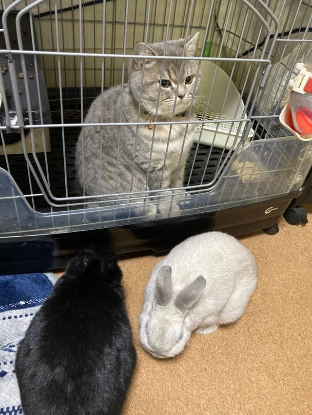 うさぎと猫の 立場逆転 写真が話題 うさぎのクーデター たぶんボディチェンジされた 神戸新聞next 連載 特集 話題