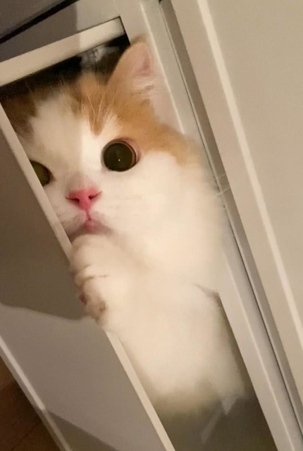 ぐで猫レジン レモン猫ちゃん ぐで猫レジン レモン猫ちゃん レモン ジャム 玉乗り ぐでねこ レジン