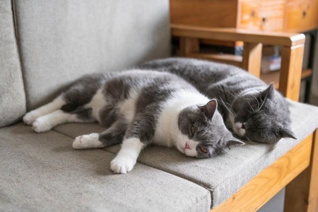 ペットに合わせたエアコンの設定温度…意識していますか？　※画像はイメージです（chendongshan/stock.adobe.com）