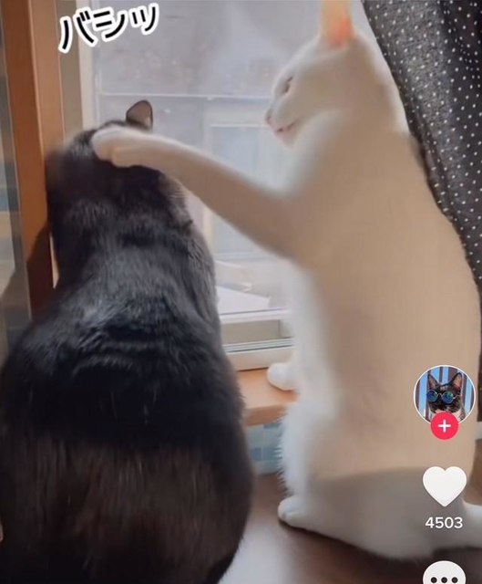 あっち行って！…恋の道は険しい（TikTokよりスクショ）